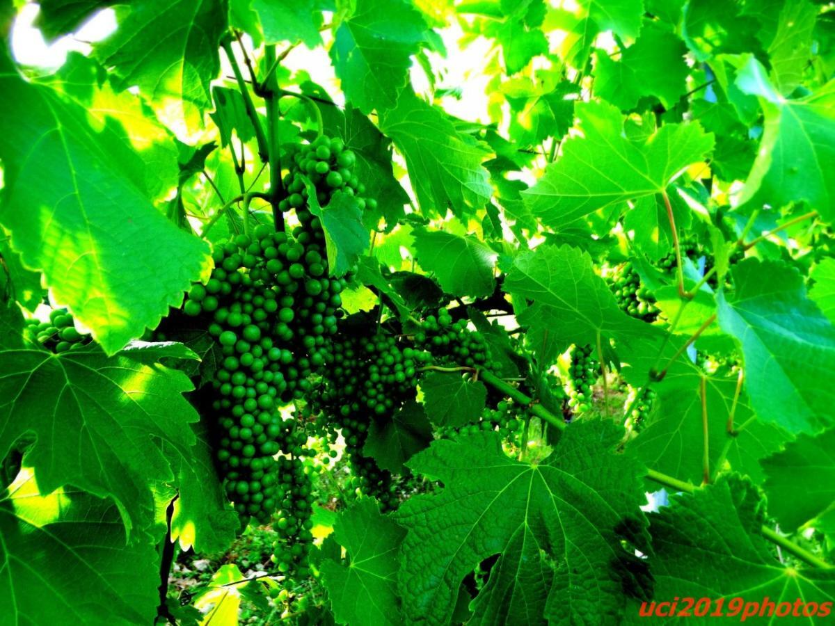 Agriturismo Vitae Fabbrico Exteriér fotografie